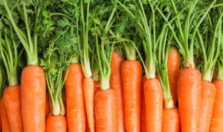 红萝卜怎么种 如何种植红萝卜