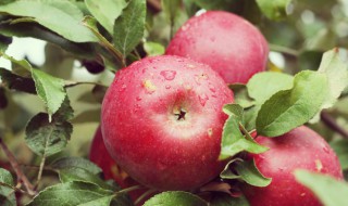 苹果可以晚上吃吗 晚上可不可以吃苹果