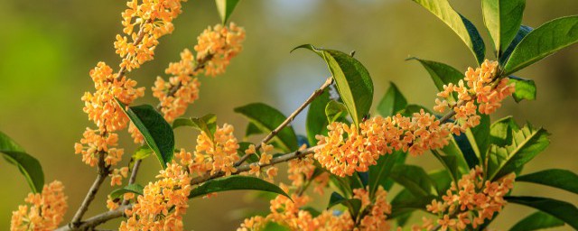 无锡桂花什么时候开花 桂花什么时候开花