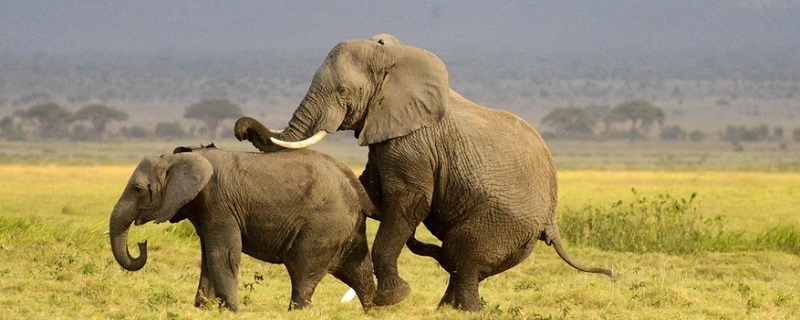 公象大还是母象大