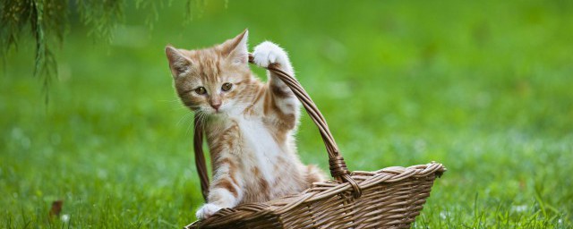猫适合什么属相的人养 什么属相养猫能旺财