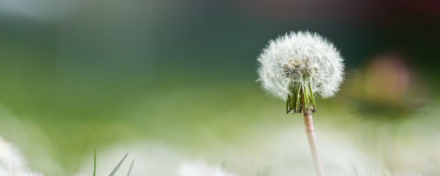 新鲜蒲公英能生吃吗 新鲜蒲公英可以生吃吗