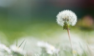 新鲜蒲公英能生吃吗 新鲜蒲公英可以生吃吗