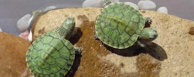 什么属相的人养龟最旺 适合养龟的属相有哪些