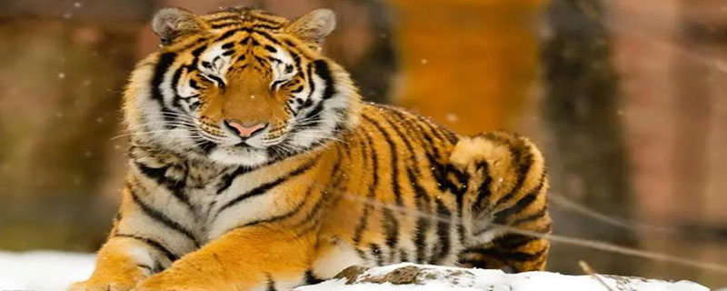 中国有几种老虎