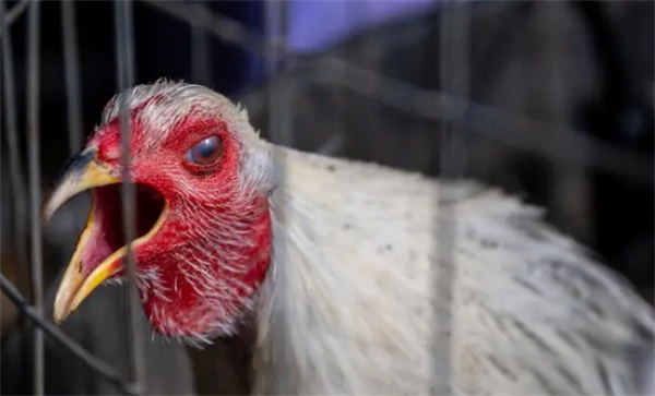 西班牙以及英国连续出现哺乳动物感染禽流感