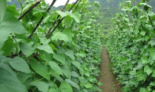 种四季豆的最佳时间 种四季豆最好在几月份呢