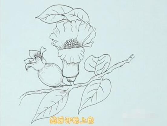 石榴花简笔画怎么画