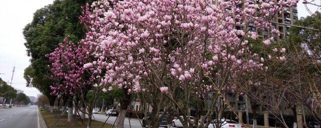 什么树适合种在院子里 哪种树适合种植在院子里呢