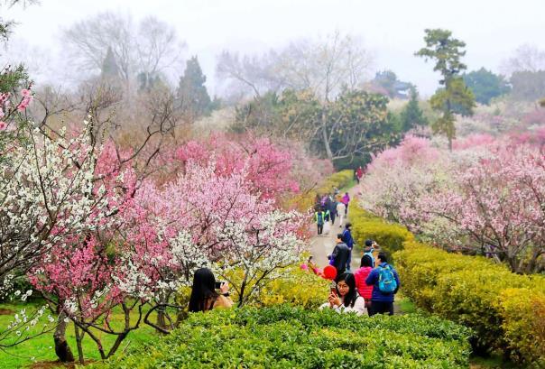 2023南京梅花山今年梅花最佳观赏时间