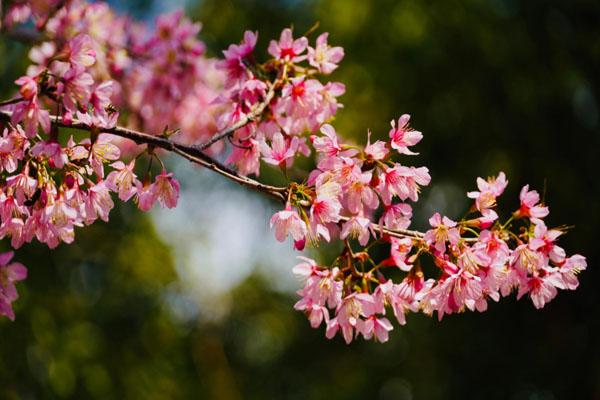青岛观赏樱花去哪好 最美观赏地推荐