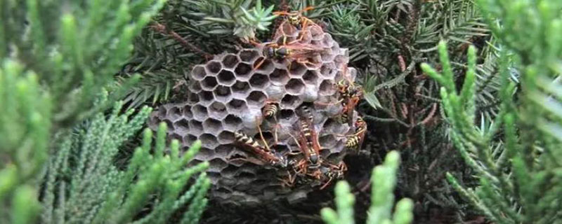 冬天马蜂窝里有马蜂吗