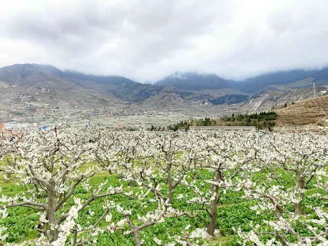 印盒李花花海一日游（无门票赏80000亩李花）