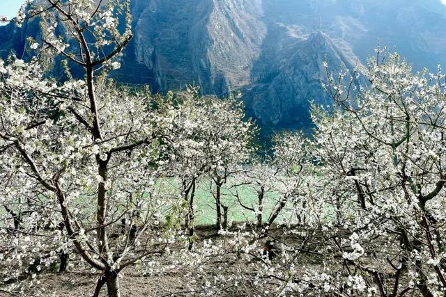 印盒李花花海一日游（无门票赏80000亩李花）