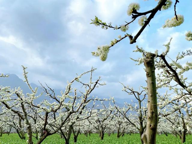 印盒李花花海一日游（无门票赏80000亩李花）