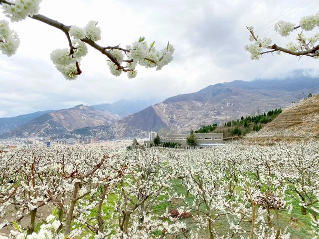 印盒李花花海一日游（无门票赏80000亩李花）