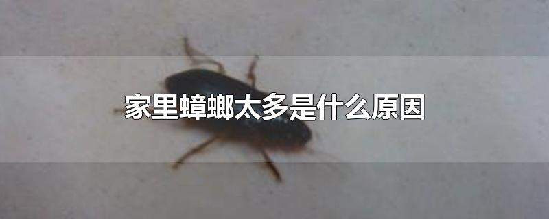 家里蟑螂太多是什么原因