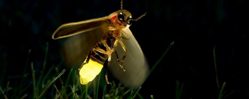 萤火虫有两个特点分别是什么