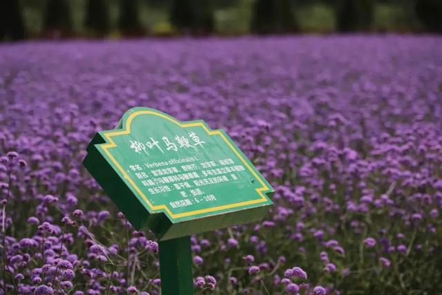 兰州粉色花海在哪里（兰州周边这片花海）