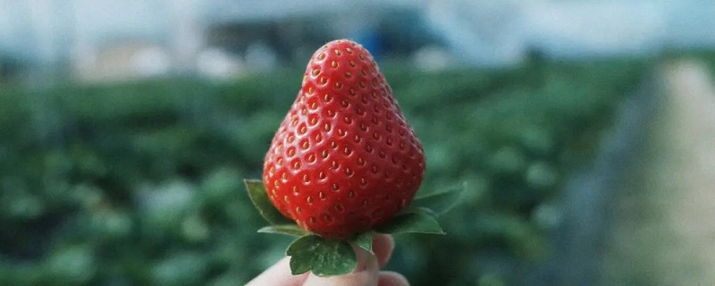 冬天的草莓放冷藏还是常温