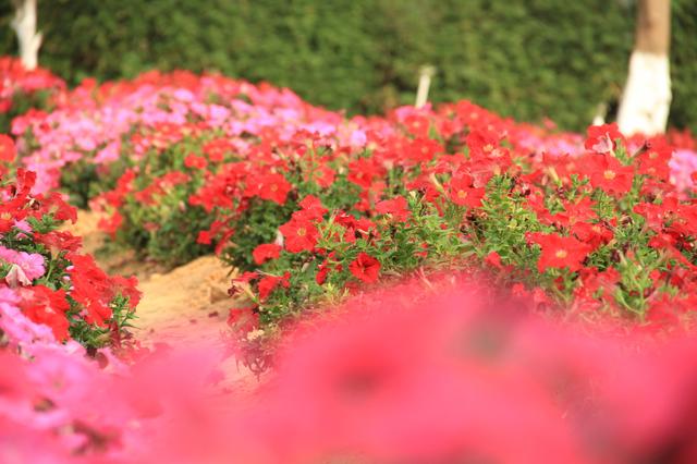 杨过百花谷（杨过和小龙女都爱去的地方）