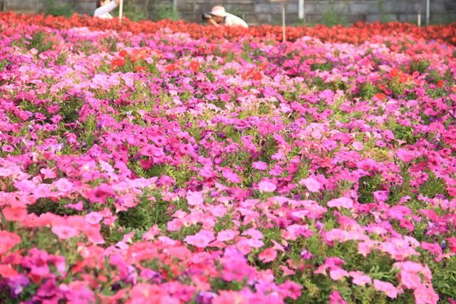 杨过百花谷（杨过和小龙女都爱去的地方）