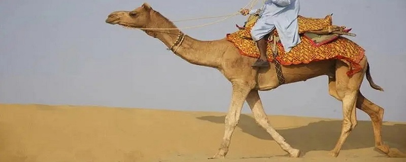 骆驼有几种