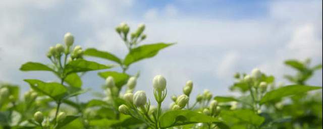 茉莉花茶有哪些种类 茉莉花茶有三种种类