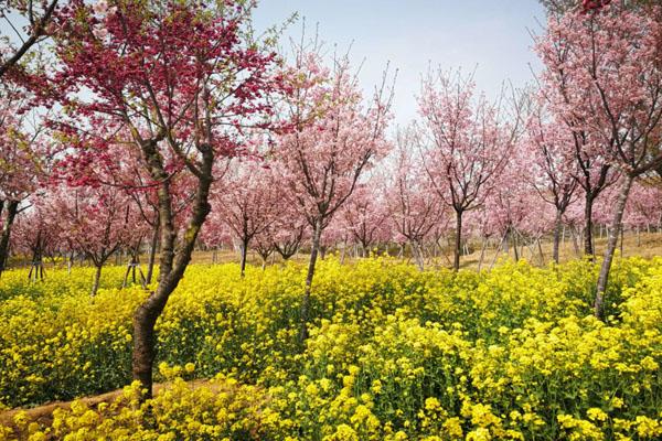 郑州哪里樱花最好看 赏樱花的地方（古柏渡丰乐樱花园攻略）