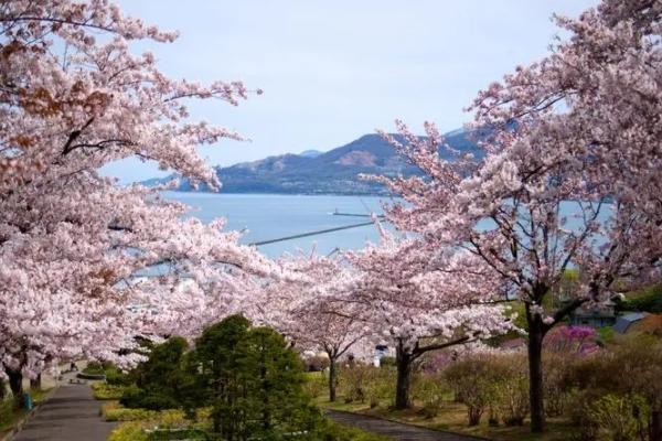 2023北海道樱花开放时间和赏樱地点介绍（最佳时间攻略）