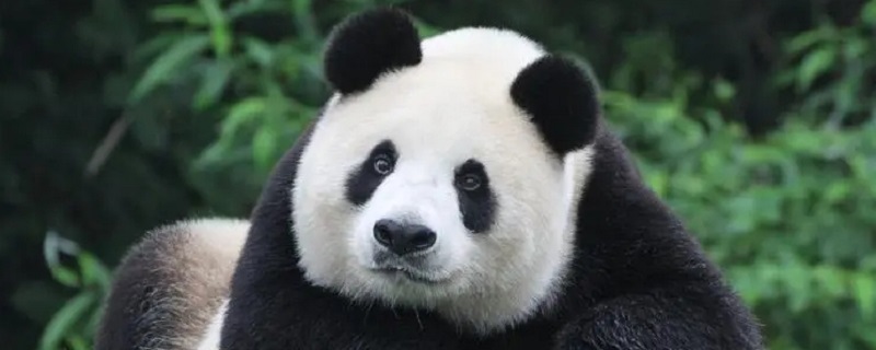 重庆有熊猫吗