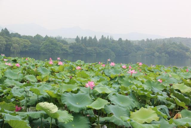 浙江杭州西湖旅游景点大全（浙江旅游西湖这些景点一定看看）