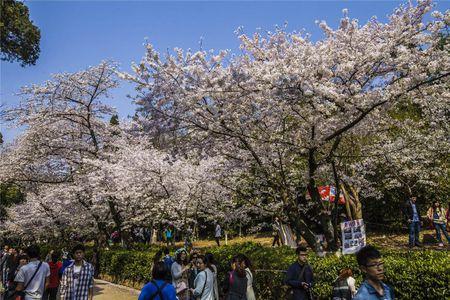 我国哪所百年高校的樱花景点最为著名?（哪个大学因为樱花出名）