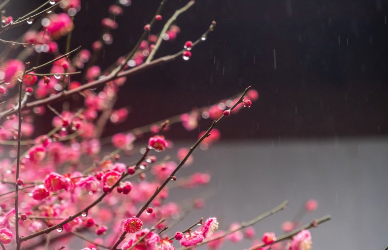 2023年北京长城梅花节活动时间（开始+结束）