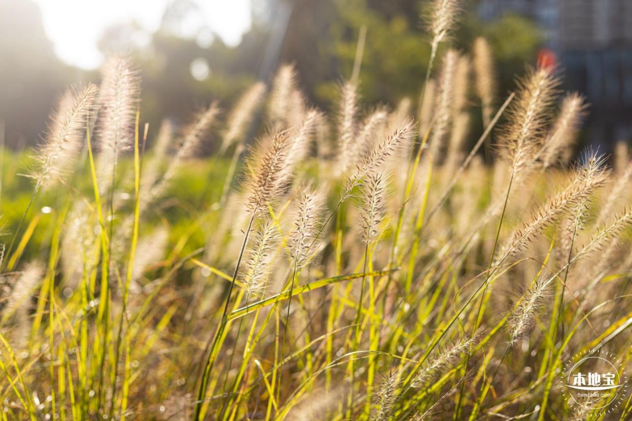 2023年深圳坪山区春节留深过年8大打卡点推荐