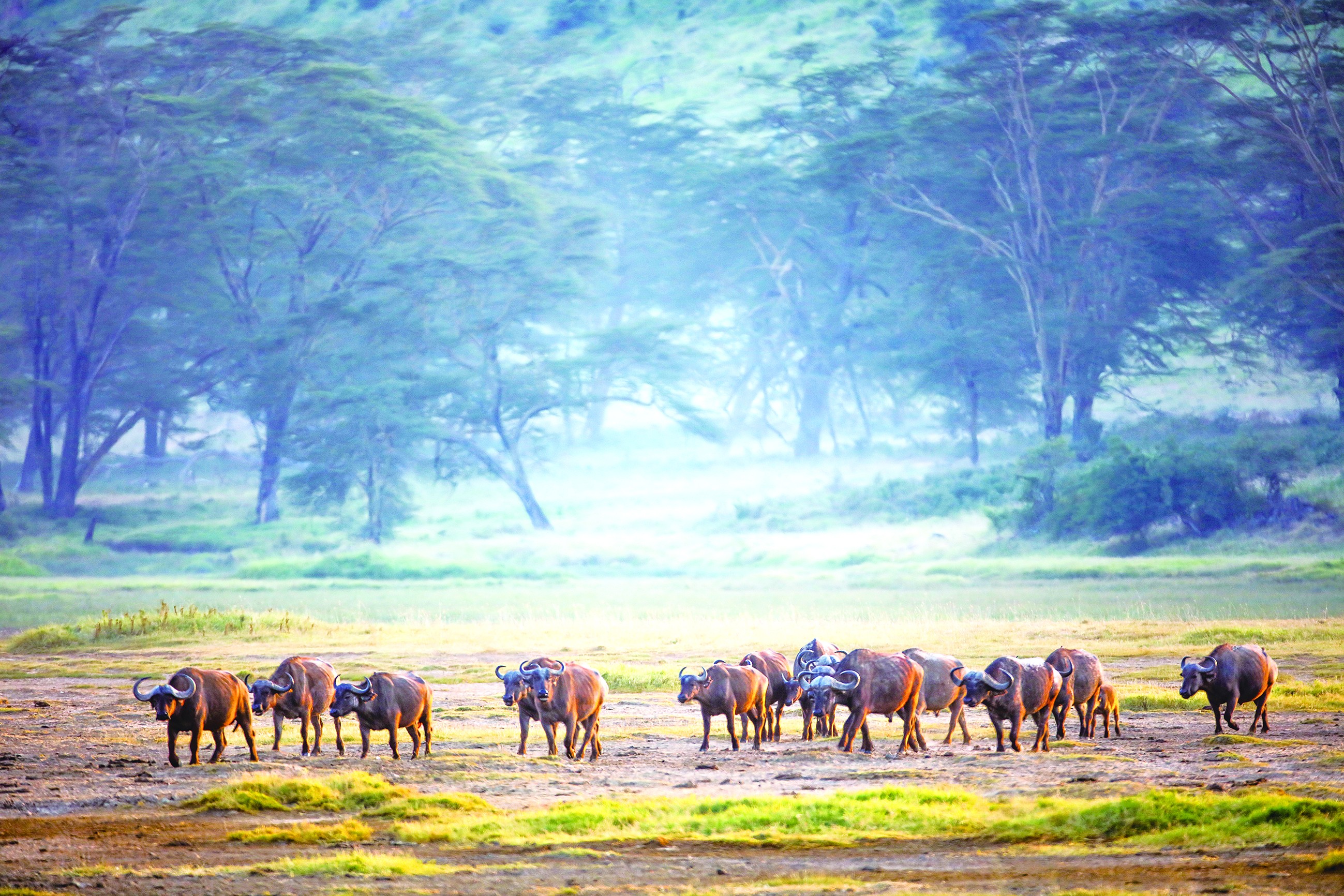 非洲“牛魔王”，地位不一般