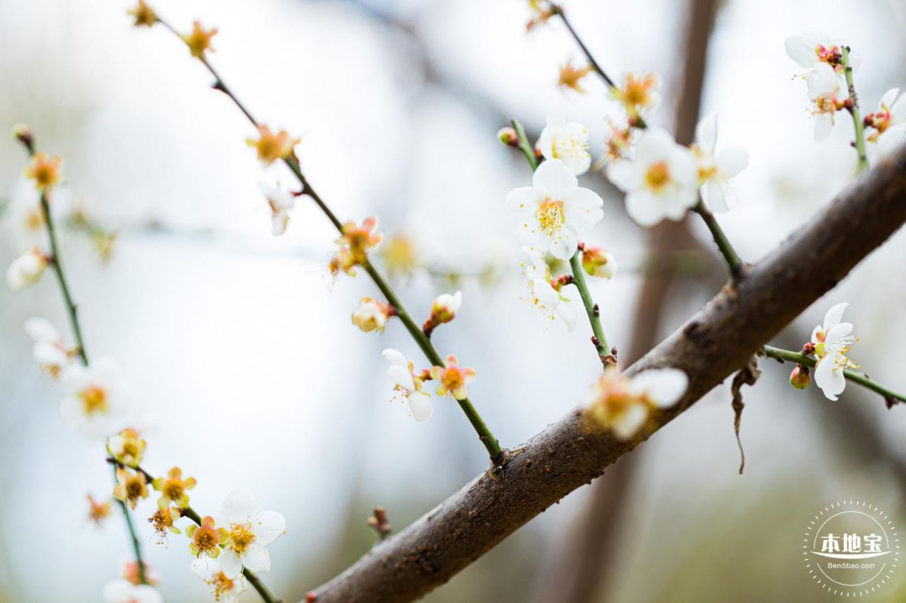 2023年深圳公园春节游玩攻略