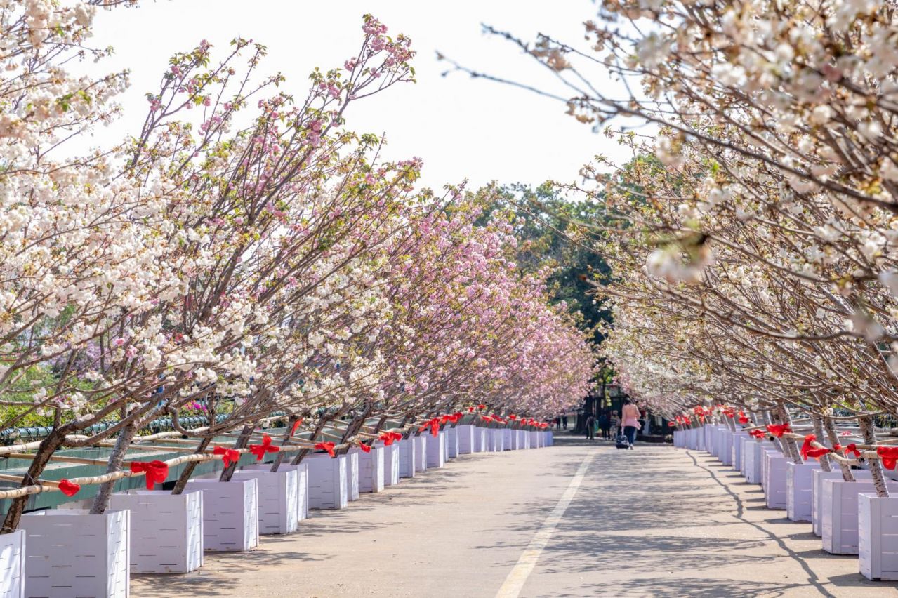 2023年深圳龙华区春节超全出游攻略