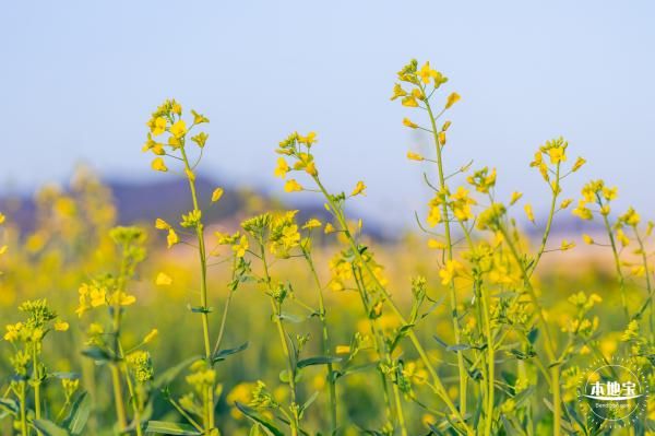 2023深圳光明田园音乐节时间、地点、门票及看点