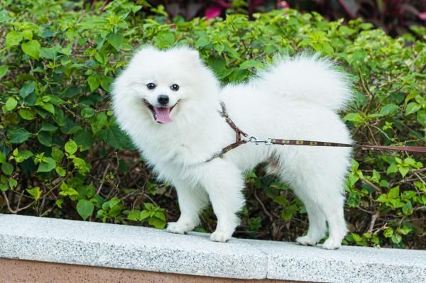 深圳宠物公园有哪些(地址+简介)