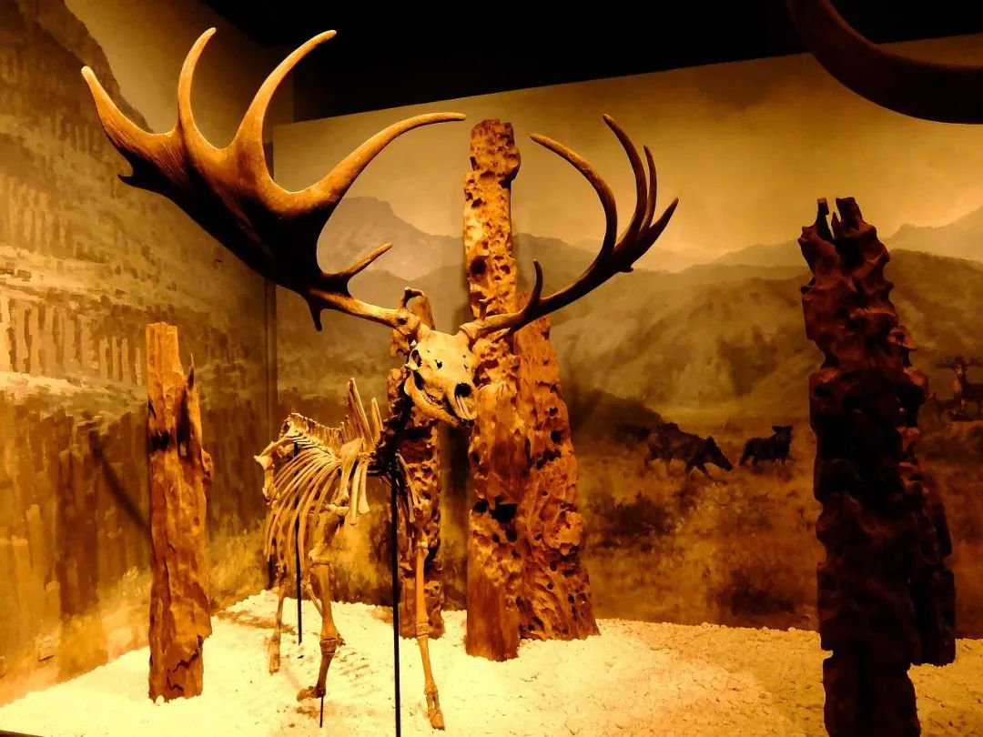 2023北京自然博物馆元宵节展览有哪些附时间票价