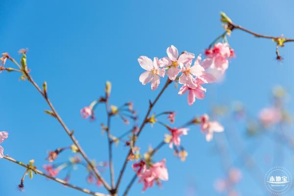 深圳三洲田樱花什么时候开花