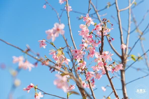 深圳三洲田樱花林在哪里(地址位置+怎么去)