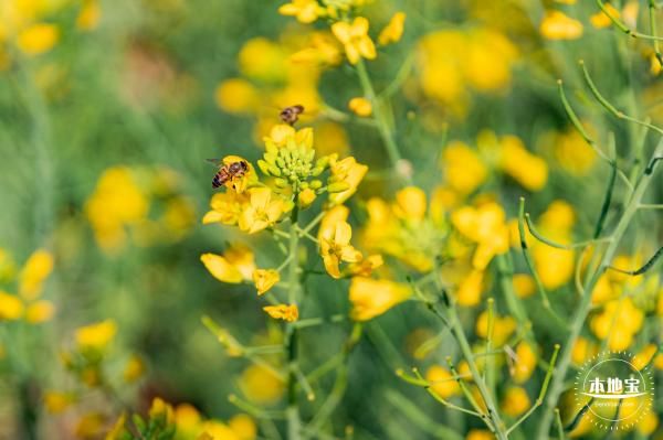 深圳陌上花公园油菜花花期时间到什么时候