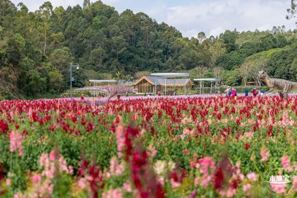 深圳甘坑都市田园花海要门票吗