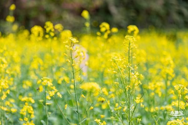 深圳甘坑都市田园油菜花花期时间